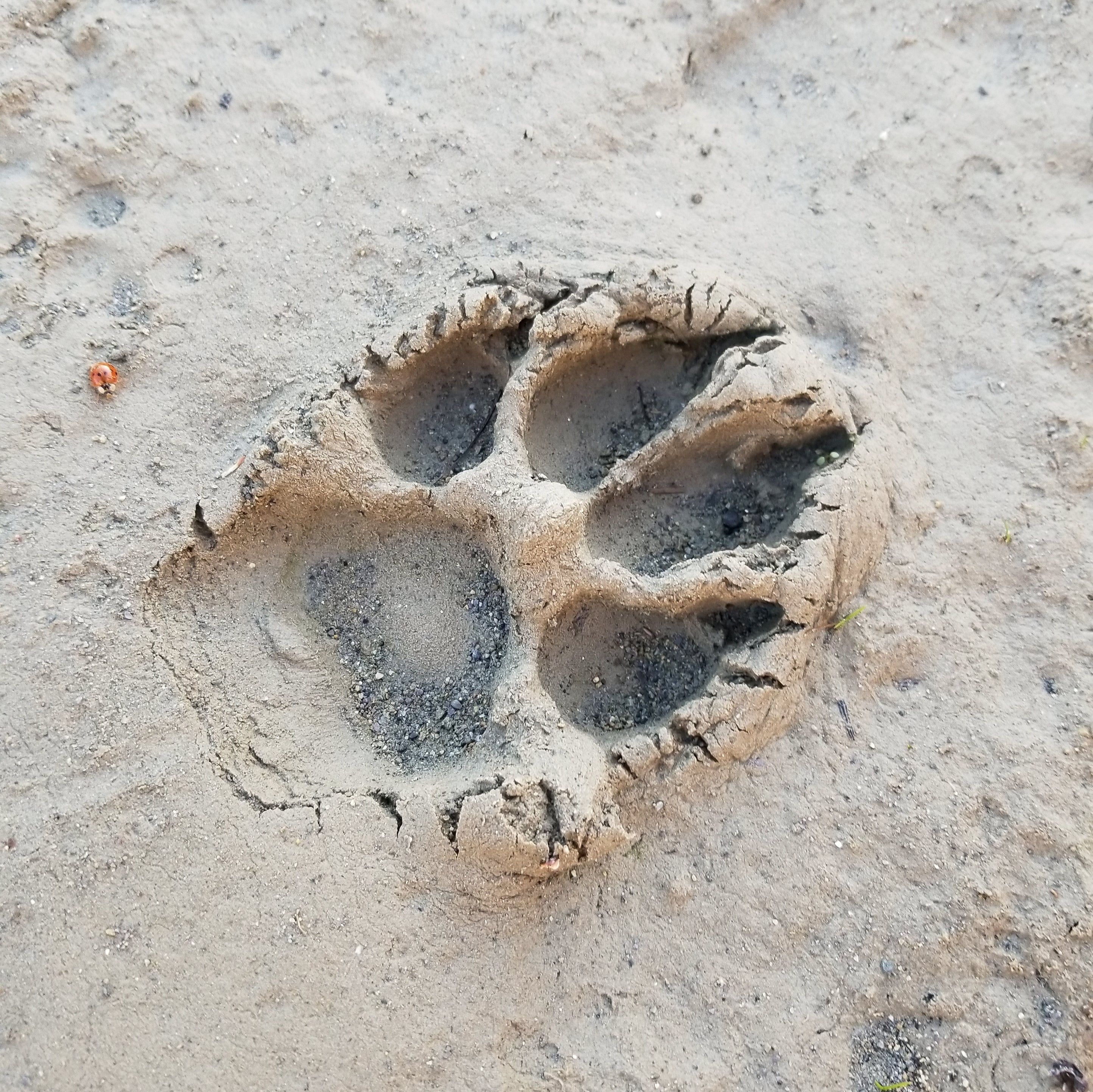 The Basics of Animal Tracking – Marks Outdoors