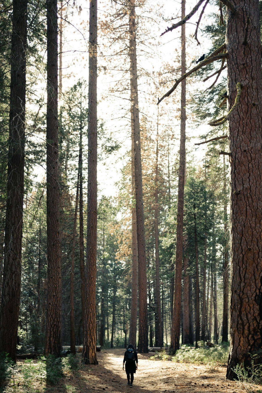 Outdoor Conservation