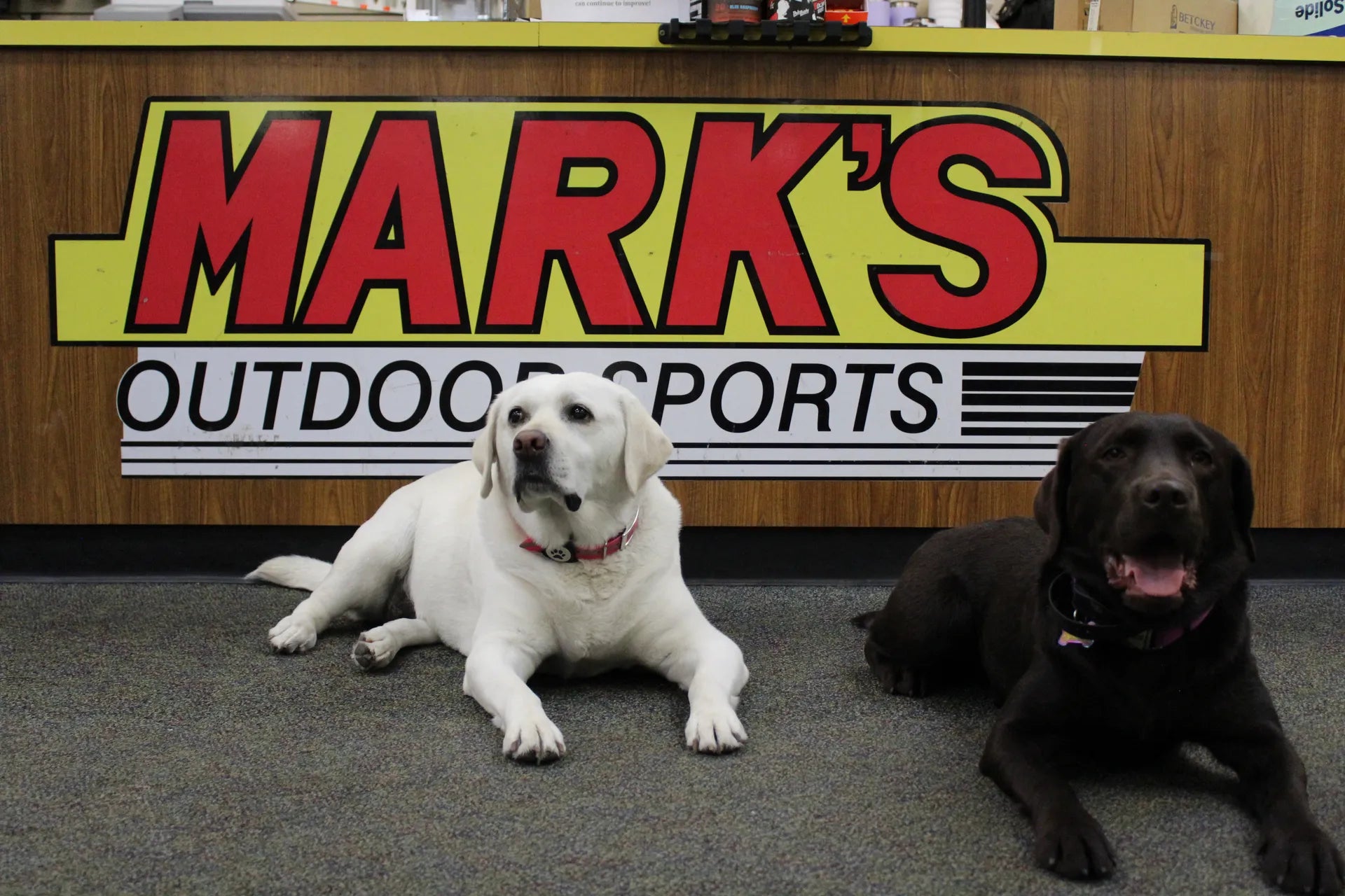 The shop dogs in front of the store
