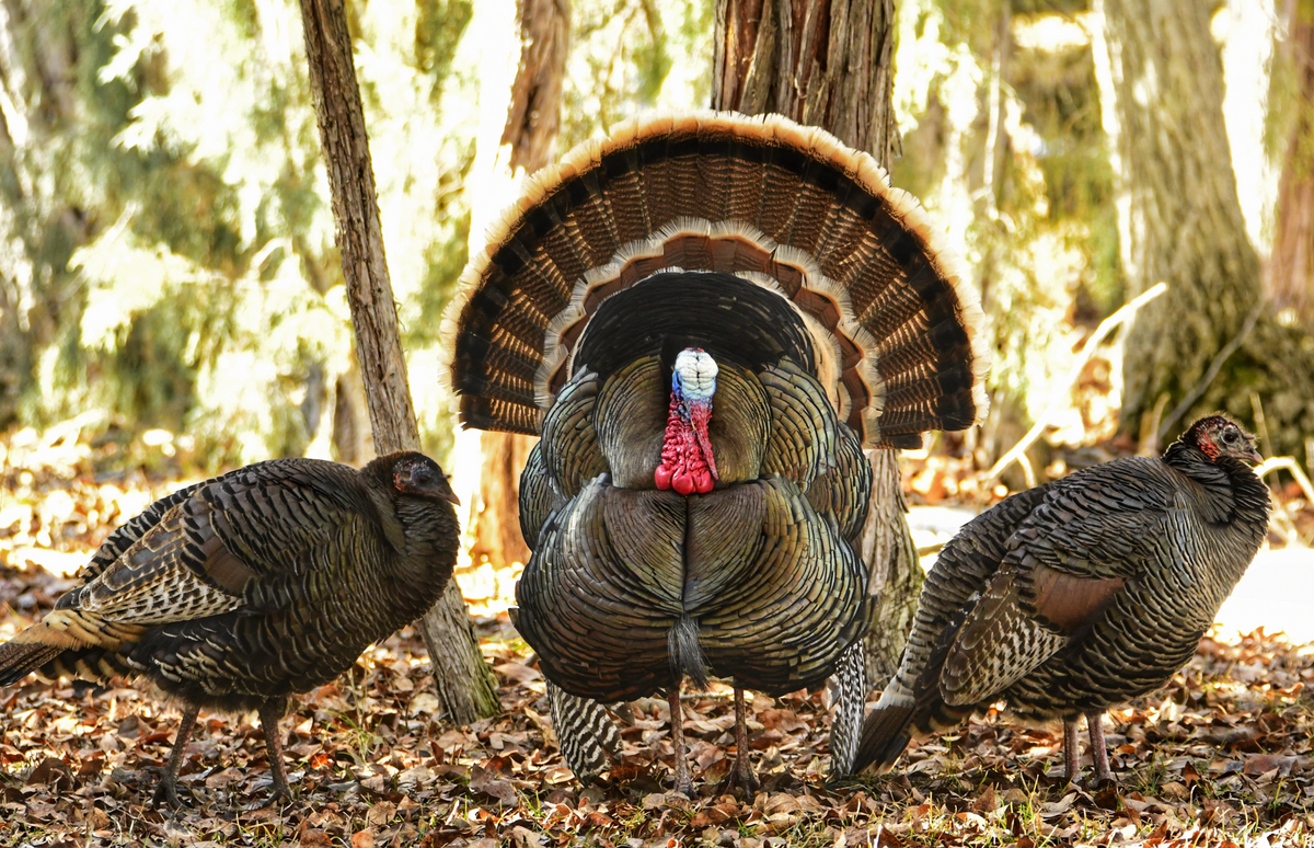 What you need to know about Turkey Hunting