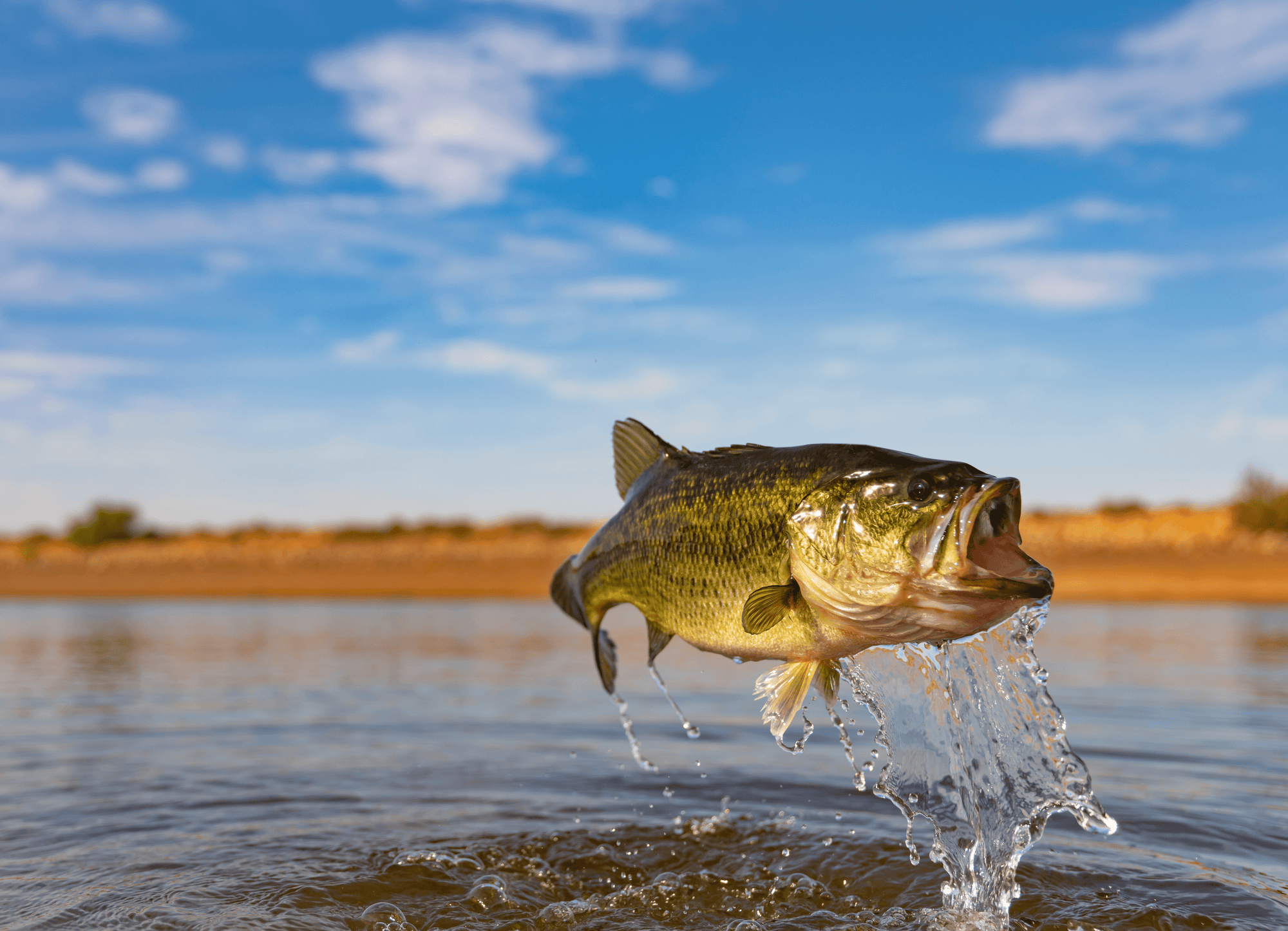 The Most Popular Game Fish in Alabama - the Black Bass