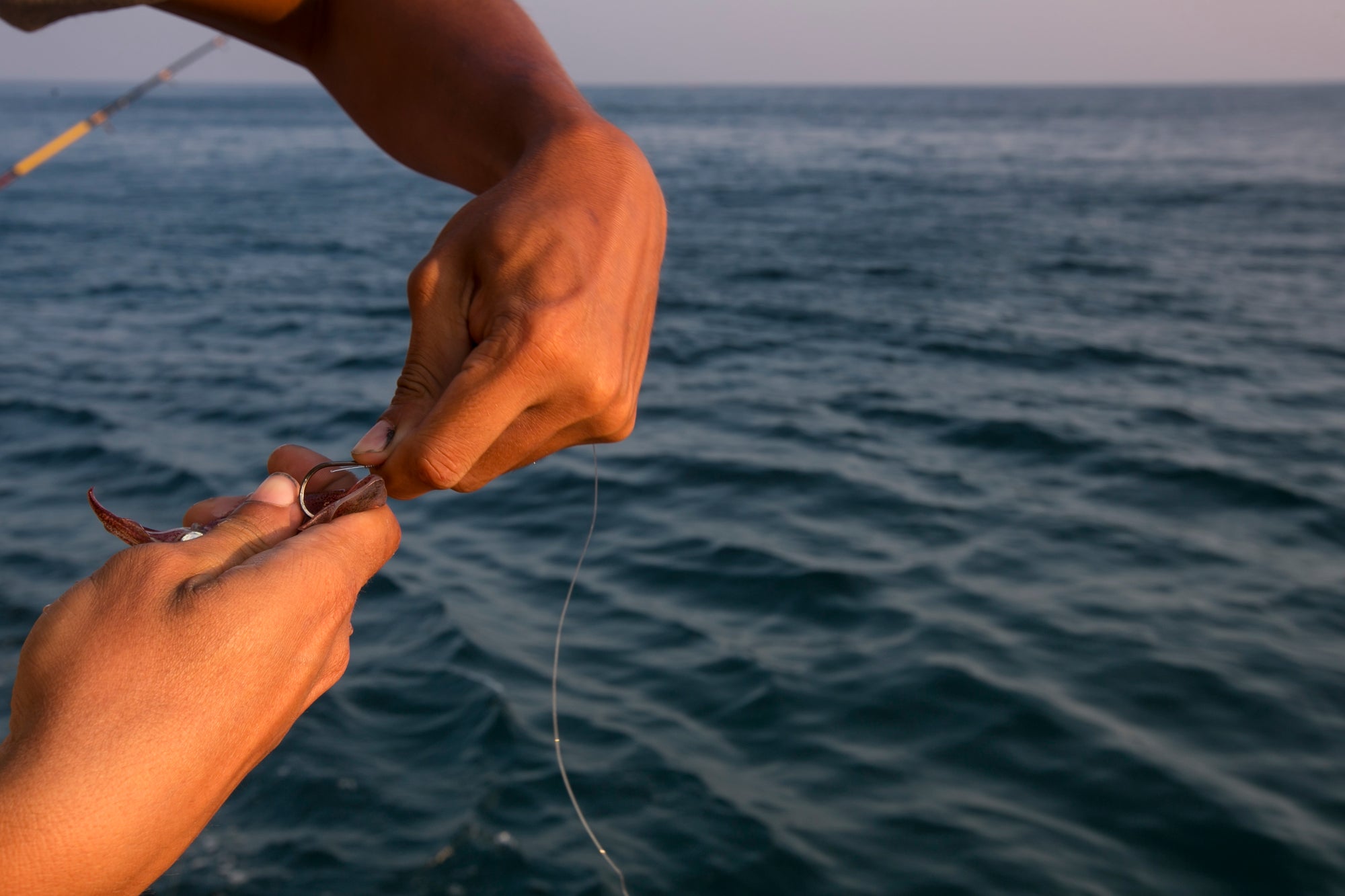 Everything You Need to Know About Bait 