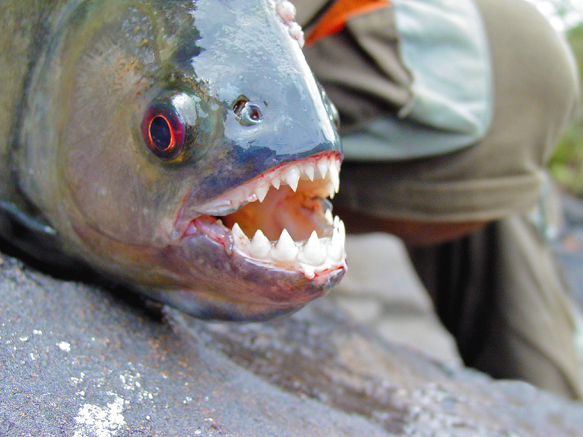 Some of The Most Dangerous Freshwater Fish