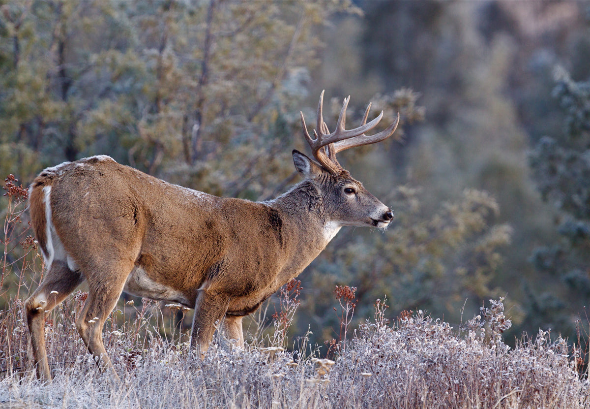 Game Animals and Hunting in Alabama