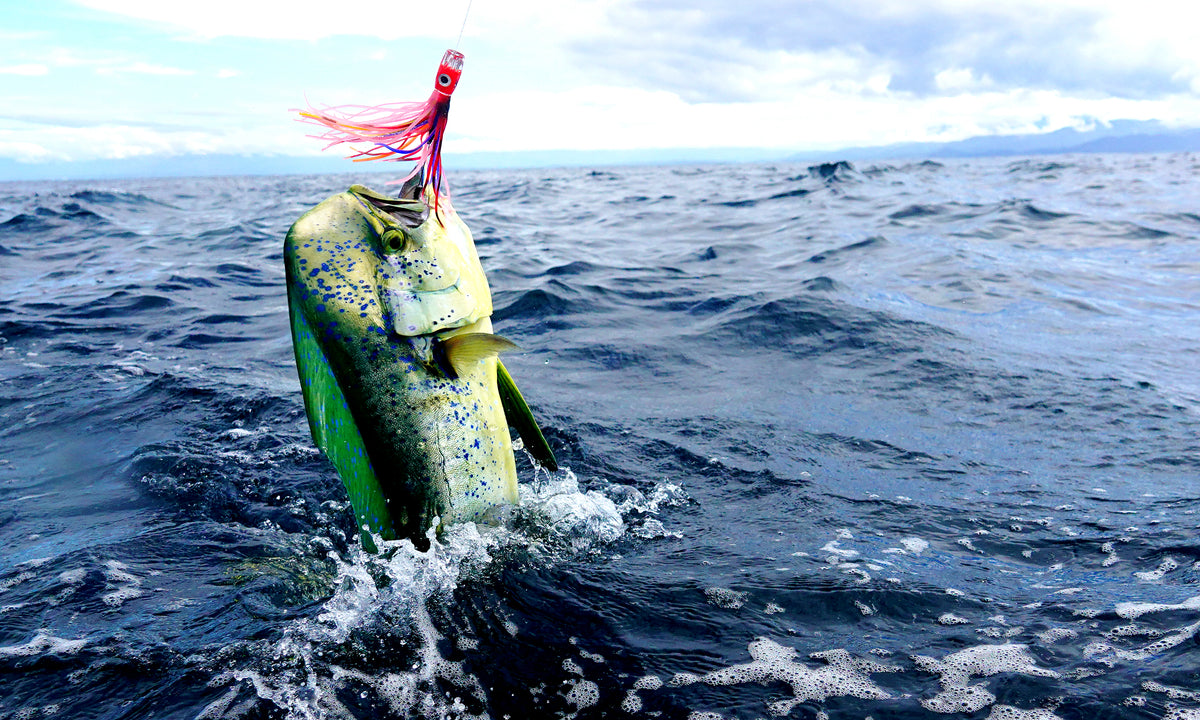 A Bounty of Seasons: Fishing in the Gulf of Mexico