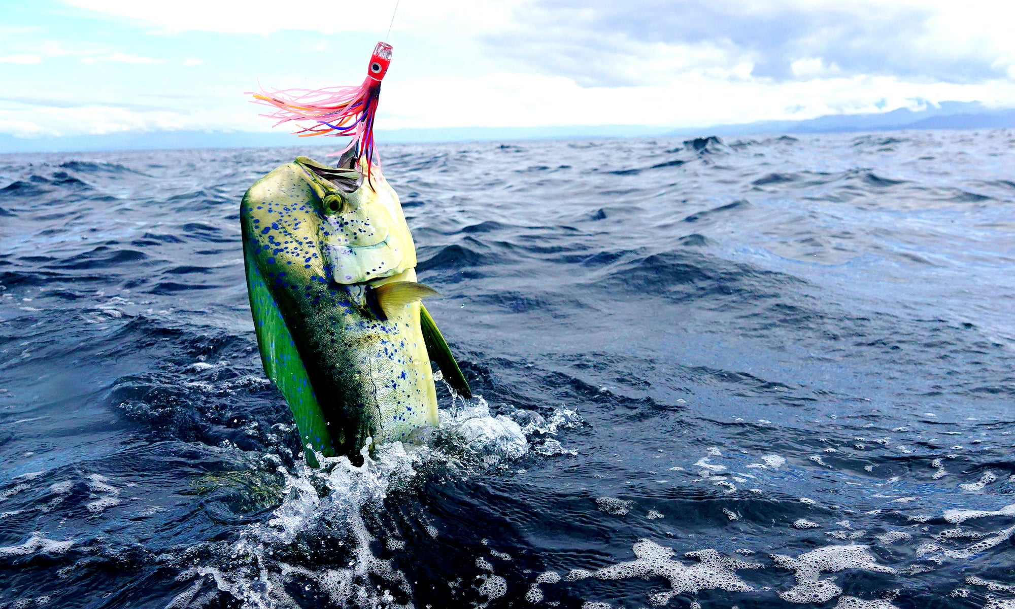 A Bounty of Seasons: Fishing in the Gulf of Mexico