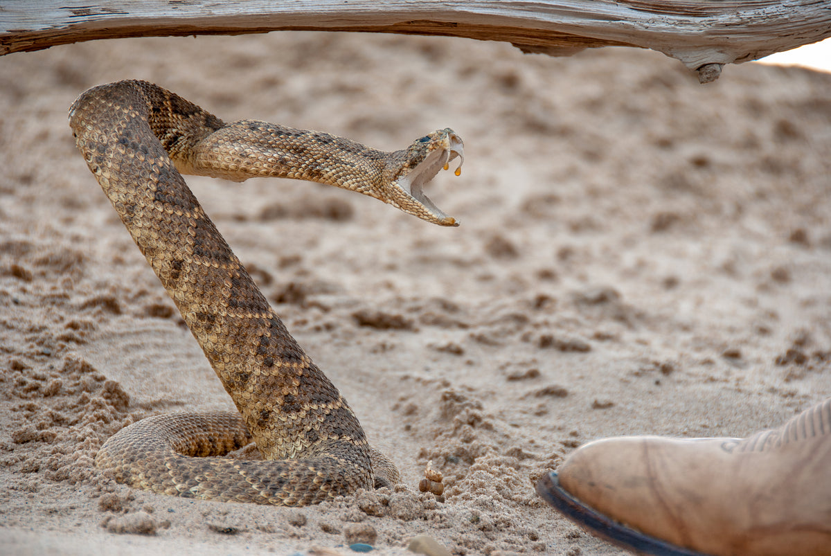 Poisonous Animals in Alabama: A Guide to Safe Outdoor Activities 