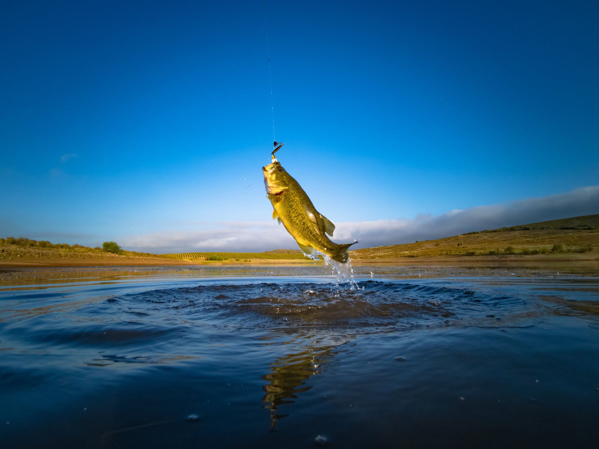 Types of Bass in the Southeast 