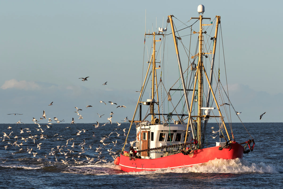 Sustainable Fishing Practices and Marine Ecosystems