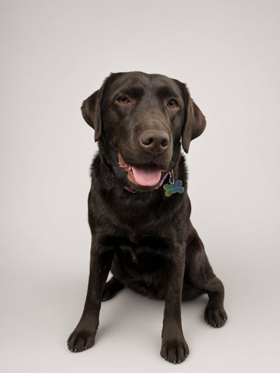 Hazel